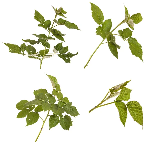 Gröna hallon blad. isolerad på vit bakgrund — Stockfoto