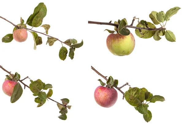 Ramo con mele mature e foglie. isolato su sfondo bianco — Foto Stock