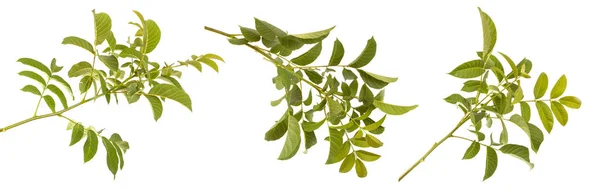 クルミの葉の枝に。白い背景に分離 — ストック写真
