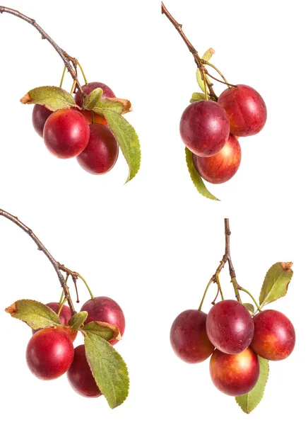 Kirsch-Pflaumen-Zweig mit Beeren und Blättern isoliert auf weißem Bac — Stockfoto