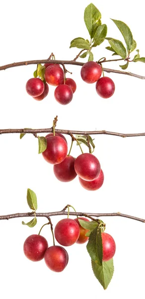 Ramo di ciliegia-prugna con bacche e foglie isolate su bac bianco — Foto Stock