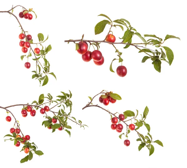 Cherry-plommon gren med bär och blad isolerad på vita bac — Stockfoto