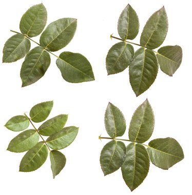 Yeşil yaprak yükseldi. Beyaz arka plan üzerinde izole