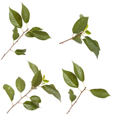 Beyaz arka plan üzerinde izole kiraz ağacı dalı