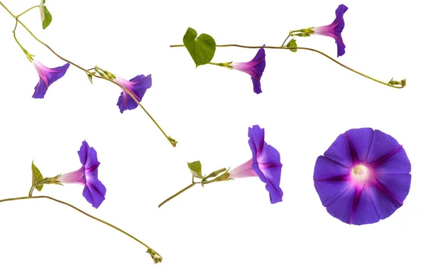 Morning glory blommor på isolerade på vit bakgrund — Stockfoto