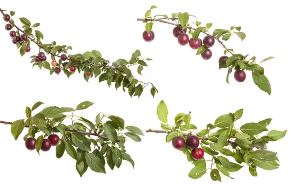 Cabang cherry-plum dengan buah beri dan daun terisolasi di kulit putih — Stok Foto