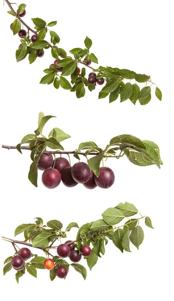 Cabang cherry-plum dengan buah beri dan daun terisolasi di kulit putih — Stok Foto