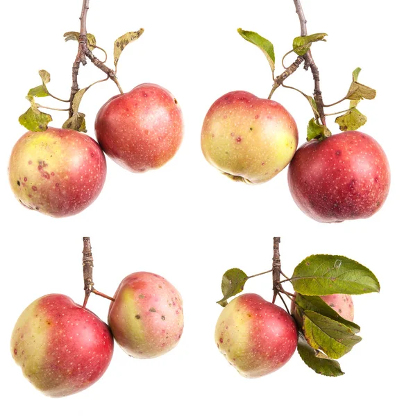 枝に熟したアップルは。白い背景に分離 — ストック写真