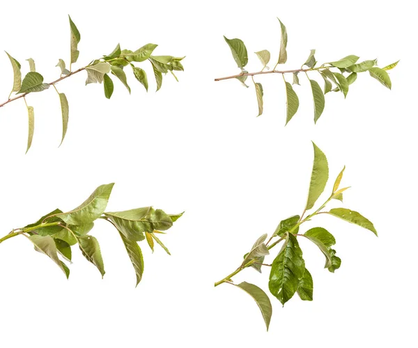 Kirschbaumzweig isoliert auf weißem Hintergrund — Stockfoto