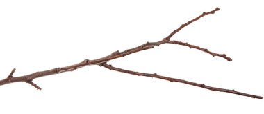 ince ağacın dalları, Kuru. Beyaz arka plan üzerinde izole