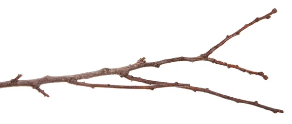 Ξηρά Λεπτά Κλαδιά Του Δέντρου Απομονωμένα Λευκό Φόντο — Φωτογραφία Αρχείου