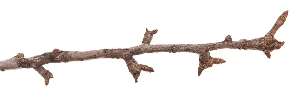 Zweig Eines Birnbaums Ohne Blätter Isoliert Auf Weißem Hintergrund — Stockfoto