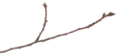 ince ağacın dalları, Kuru. Beyaz arka plan üzerinde izole