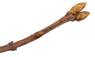 Lila bush şube ile unblown tomurcukları. Beyaz adam izole