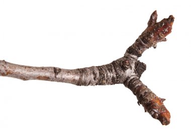 Beyaz bir arka plan üzerinde izole bir armut ağacının kuru dalları