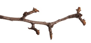 Beyaz bir arka plan üzerinde izole bir armut ağacının kuru dalları