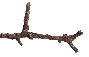Beyaz bir arka plan üzerinde izole bir armut ağacının kuru dalları