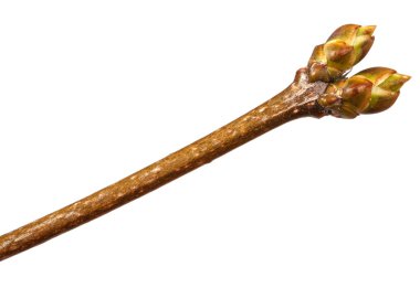 Beyaz arka plan üzerinde izole leylak dallar Kuru