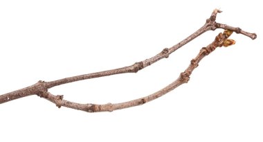 Beyaz arka plan üzerinde izole leylak dallar Kuru