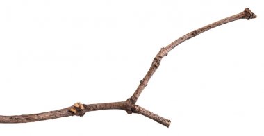 Beyaz arka plan üzerinde izole leylak dallar Kuru