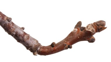 unblown böbrekler ile ceviz dalı. Beyaz backgro izole