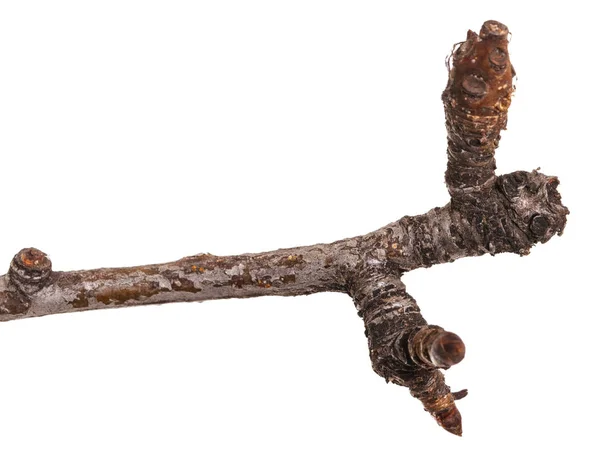 Gren Ett Päronträd Utan Löv Isolerad Vit Bakgrund — Stockfoto
