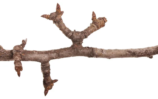 Zweig Eines Birnbaums Ohne Blätter Isoliert Auf Weißem Hintergrund — Stockfoto
