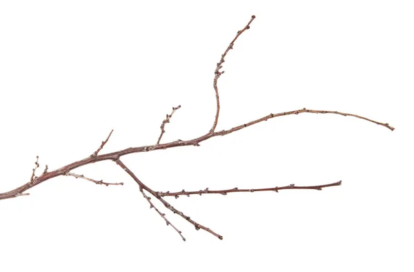 Suche Cienkich Gałęzi Drzewa Białym Tle — Zdjęcie stockowe