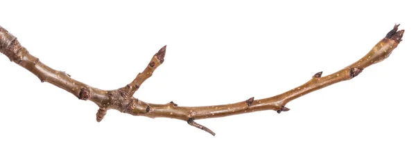 Ramo di un albero di pera senza foglie. Isolato su backgrou bianco — Foto Stock