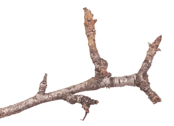 Yaprakları olmadan bir armut ağacının dalını. Beyaz backgrou izole — Stok fotoğraf