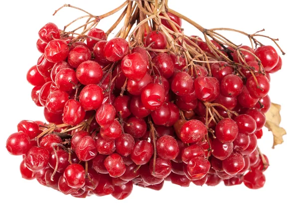 Bund rote Beeren viburnum. isoliert auf weißem Hintergrund — Stockfoto