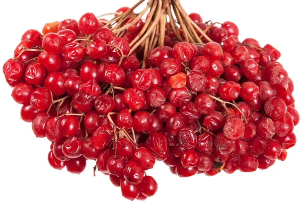 Bund rote Beeren viburnum. isoliert auf weißem Hintergrund — Stockfoto