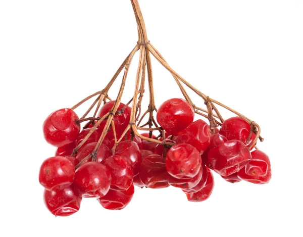 Bund rote Beeren viburnum. isoliert auf weißem Hintergrund — Stockfoto