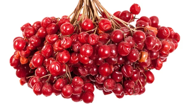 Bund rote Beeren viburnum. isoliert auf weißem Hintergrund — Stockfoto