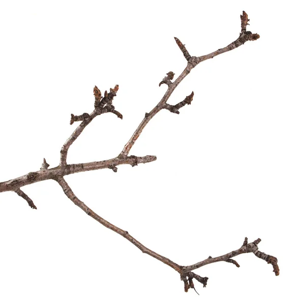 Droge takken van een perenboom geïsoleerd op een witte achtergrond — Stockfoto
