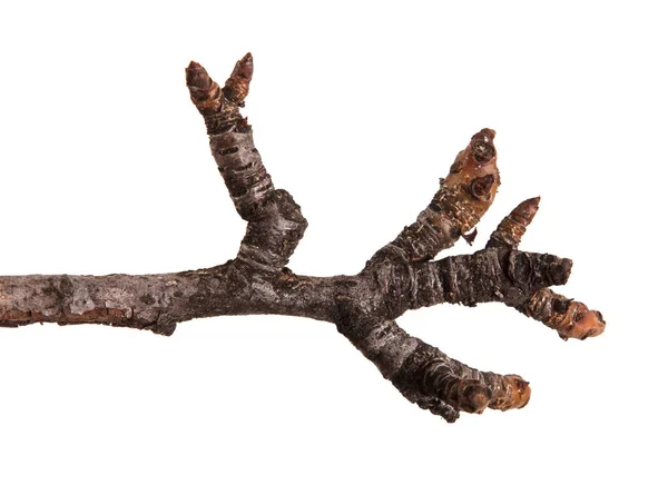 Dry branches of a pear tree isolated on a white background — Stock Photo, Image