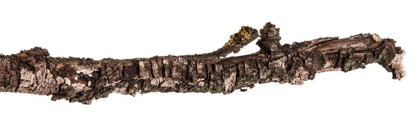 Dry branches of a pear tree isolated on a white background — Stock Photo, Image