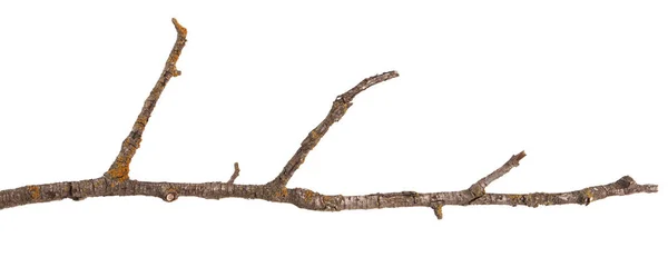흰색 배경에 고립 된 배 나무의 마른 가지 — 스톡 사진