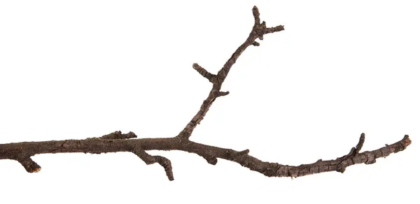 Dry branches of a pear tree isolated on a white background — Stock Photo, Image