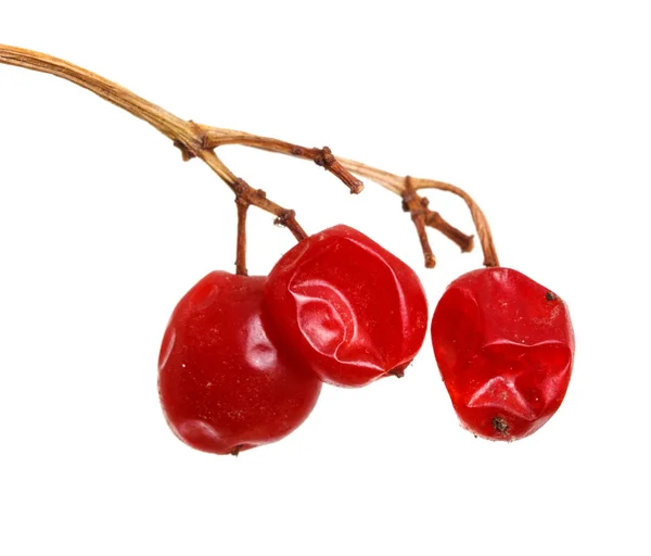 Sekelompok berry merah Viburnum. Terisolasi pada latar belakang putih — Stok Foto