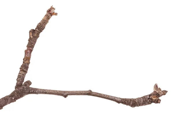Beyaz bir arka plan üzerinde izole bir armut ağacının kuru dalları — Stok fotoğraf