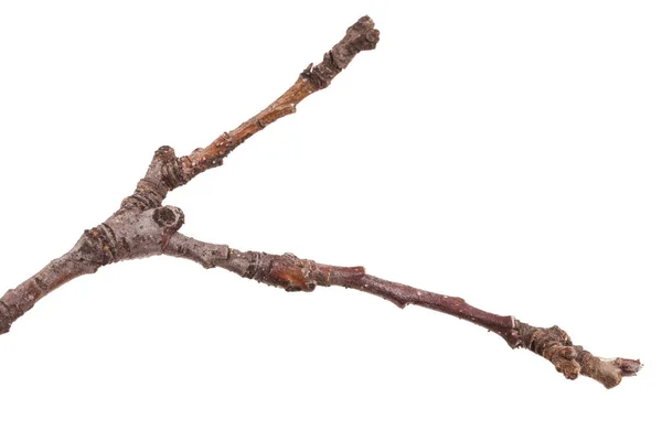 Beyaz bir arka plan üzerinde izole bir armut ağacının kuru dalları — Stok fotoğraf