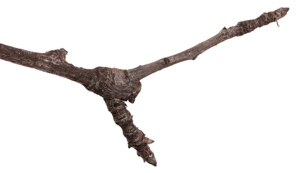 Ramos secos de uma árvore de pêra isolada em um fundo branco — Fotografia de Stock