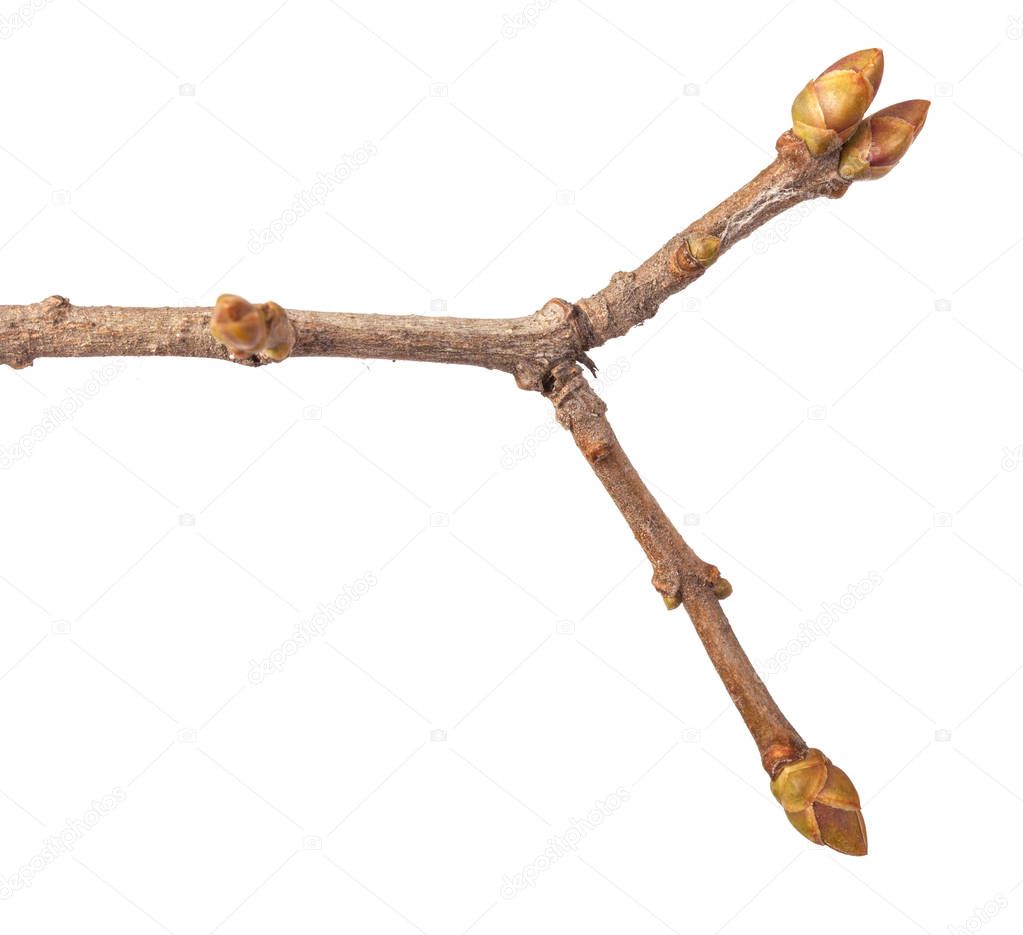 lilac bush branch with buds unblown. Isolated on white background