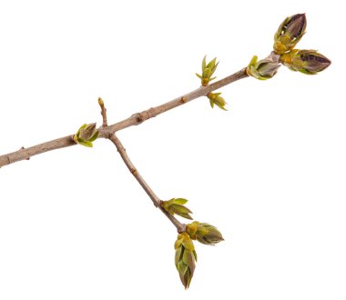 Beyaz bir arka plan üzerinde Lila dal genç yeşil yaprakları.