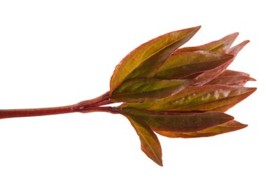 Beyaz arka plan üzerinde genç zavallı vuruyor.