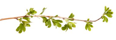 Frenküzümü fidanları genç yeşil yaprakları ile bir dalı. Üzerinde izole 