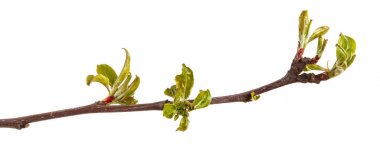 Genç yapraklar üzerinde beyaz bir ba izole bir elma ağacının dalını