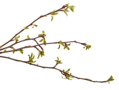 Genç yapraklar üzerinde beyaz bir ba izole bir elma ağacının dalını