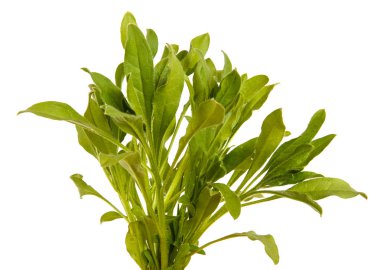 Bir sürü yeşil çim. Beyaz arka plan üzerinde izole